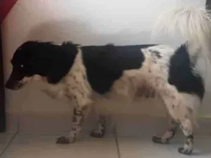Cachorro raça SRD-ViraLata idade 6 ou mais anos nome Luna
