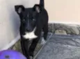 Maya