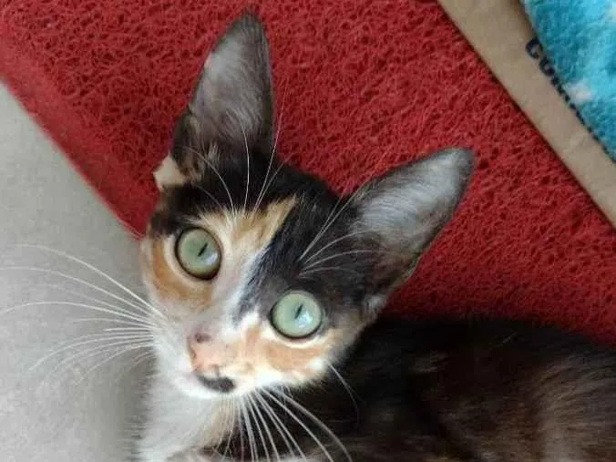 Gato ra a Sem raça definida idade 2 a 6 meses nome Terra