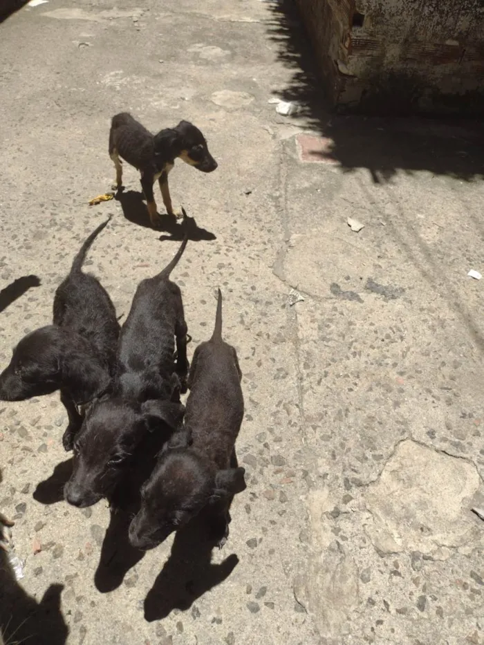 Cachorro ra a Labrador idade Abaixo de 2 meses nome filhotes 123