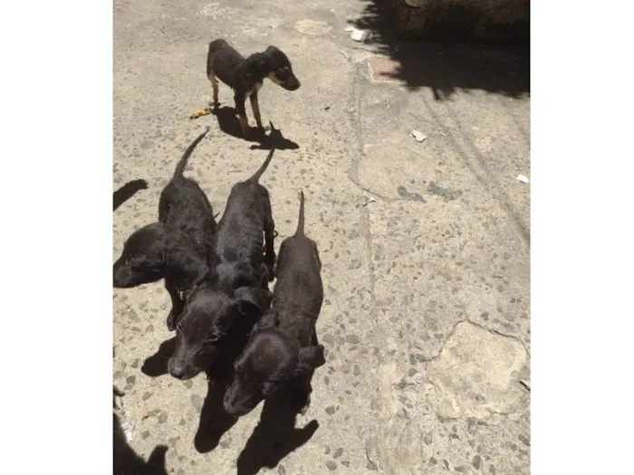 Cachorro ra a Labrador idade Abaixo de 2 meses nome filhotes 123