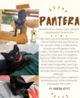 Panterinha