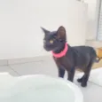 Panterinha