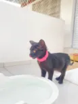 Panterinha