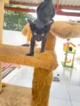 Panterinha