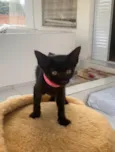 Panterinha