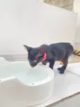 Panterinha