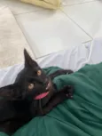Panterinha
