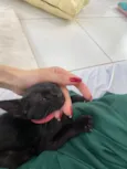 Panterinha