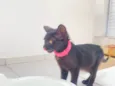 Panterinha