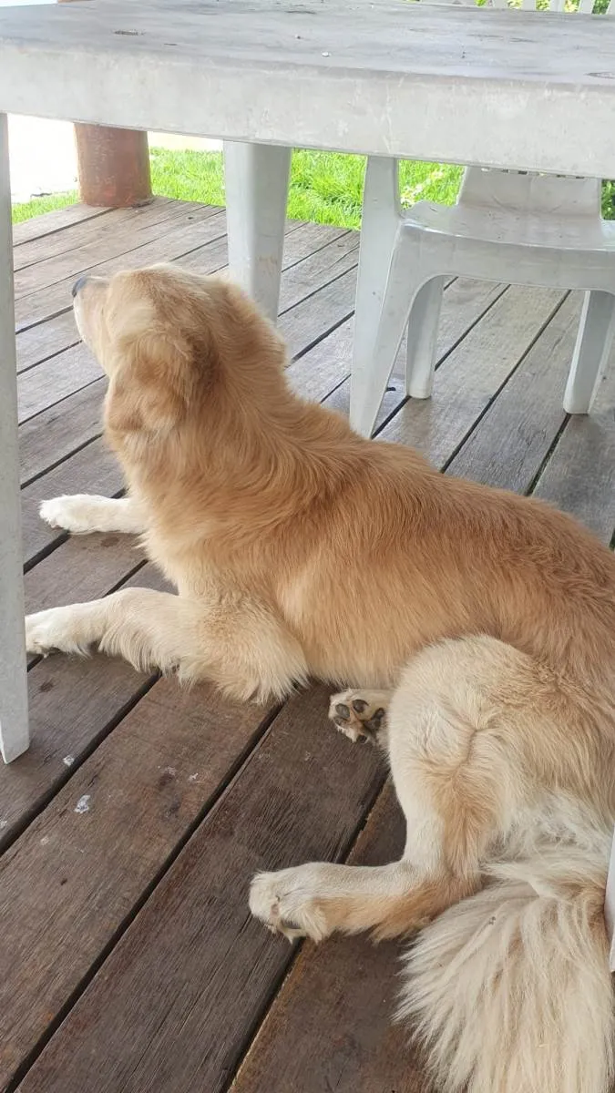 Cachorro ra a Golden idade 3 anos nome Simba