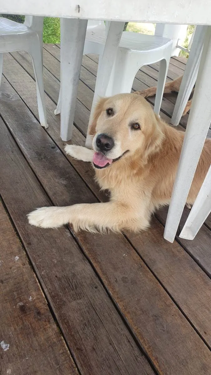 Cachorro ra a Golden idade 3 anos nome Simba