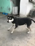 Nego