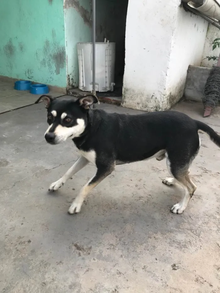 Cachorro raça Vira-Lata idade 3 anos nome Nego