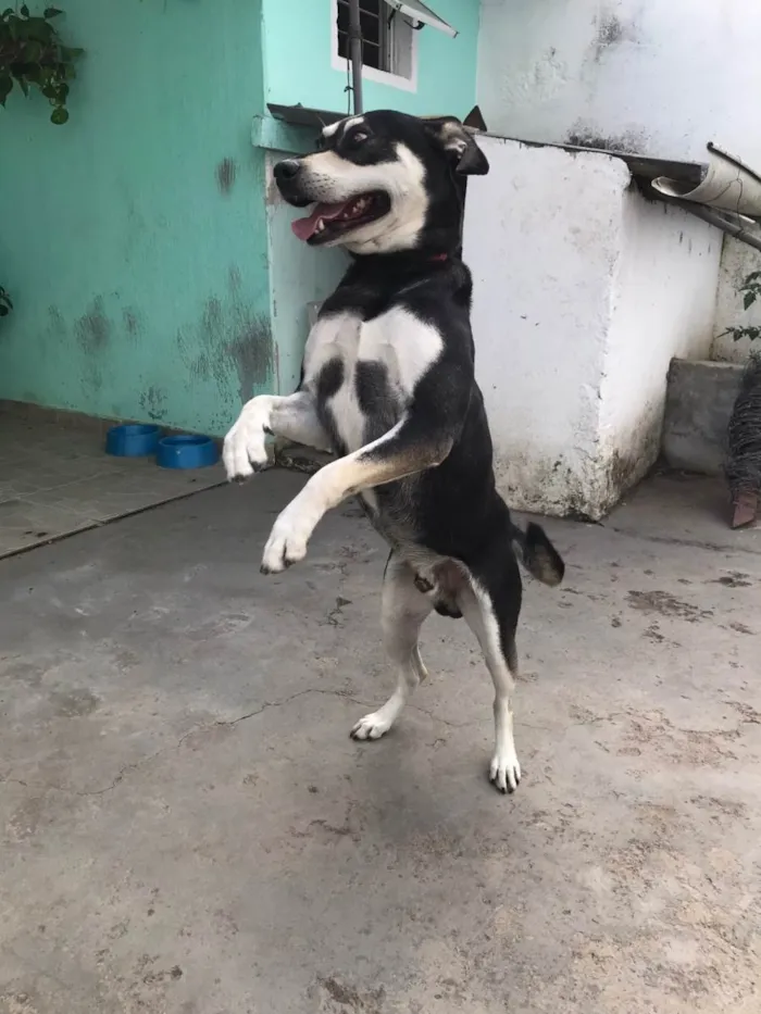Cachorro raça Vira-Lata idade 3 anos nome Nego