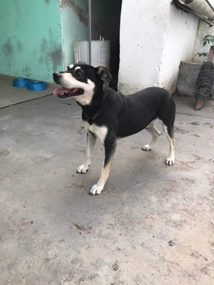 Cachorro raça Vira-Lata idade 3 anos nome Nego
