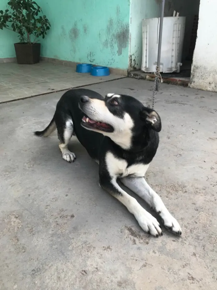Cachorro raça Vira-Lata idade 3 anos nome Nego