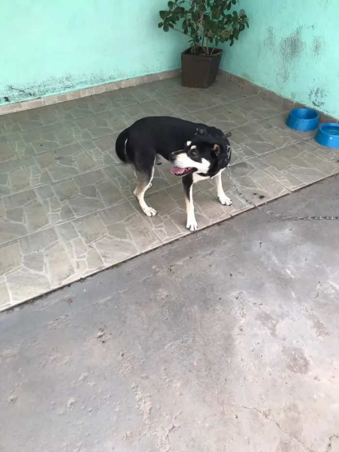 Cachorro raça Vira-Lata idade 3 anos nome Nego