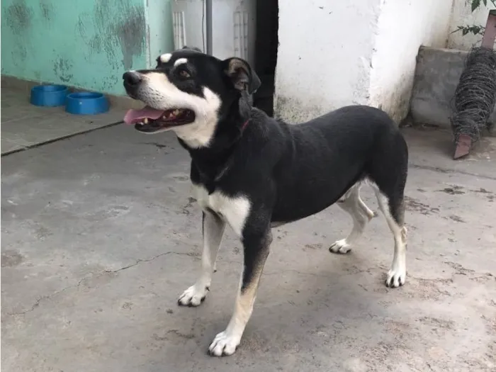 Cachorro raça Vira-Lata idade 3 anos nome Nego