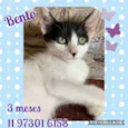 Gato raça Srd idade 2 a 6 meses nome Bento 