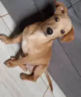 snoppy