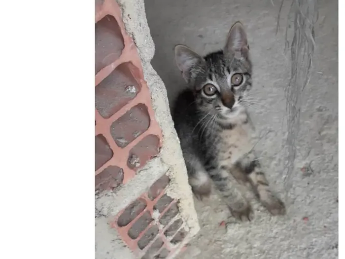 Gato ra a Não definida  idade Abaixo de 2 meses nome Sem nome 