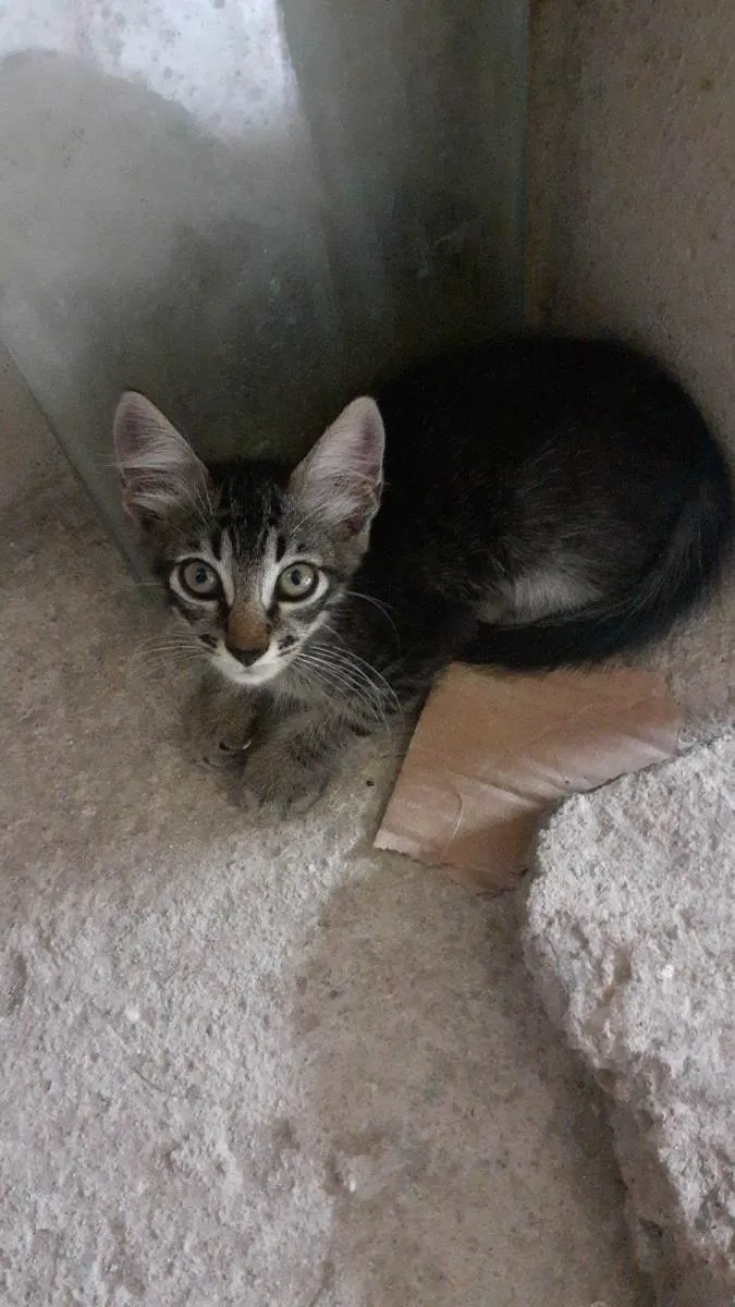 Gato ra a Não definida  idade Abaixo de 2 meses nome Sem nome 