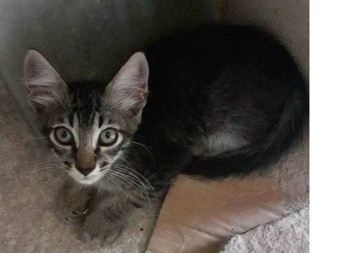 Gato ra a Não definida  idade Abaixo de 2 meses nome Sem nome 