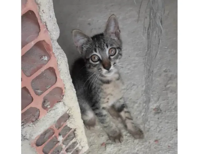 Gato ra a Não definida  idade Abaixo de 2 meses nome Sem nome 