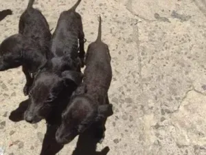 Cachorro raça Labrador idade Abaixo de 2 meses nome filhotes 123