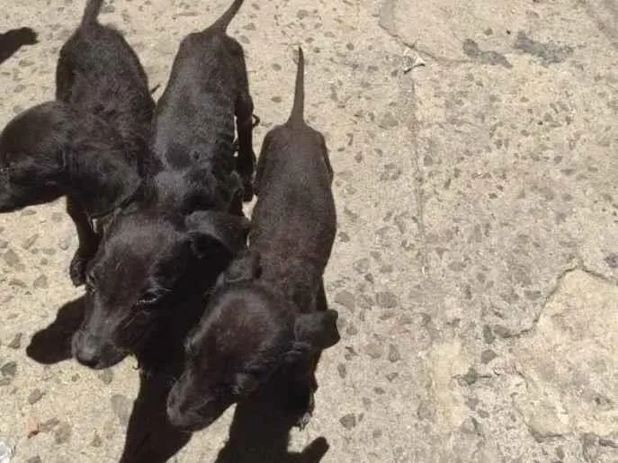 Cachorro ra a Labrador idade Abaixo de 2 meses nome filhotes 123