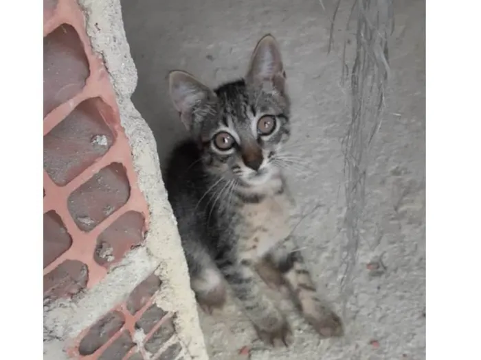 Gato ra a Não definida  idade Abaixo de 2 meses nome Sem nome 