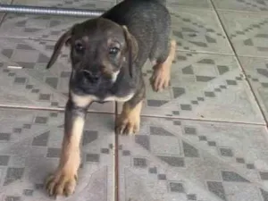 Cachorro raça SRD-ViraLata idade 2 a 6 meses nome ele não tem nome