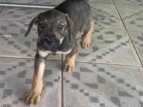 Cachorro ra a SRD-ViraLata idade 2 a 6 meses nome ele não tem nome