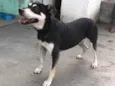 Nego