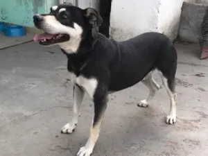 Cachorro raça Vira-Lata idade 3 anos nome Nego