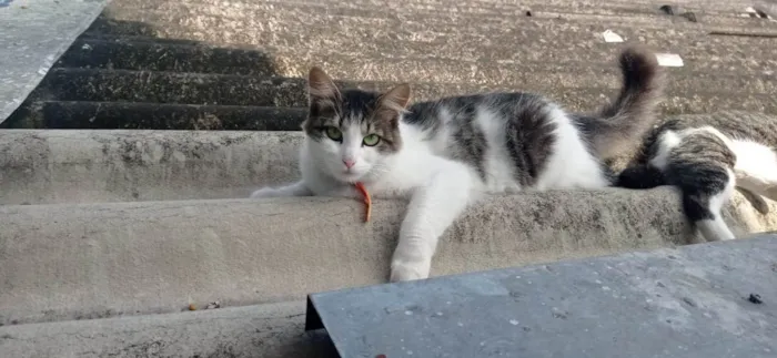 Gato ra a SRD-ViraLata idade 2 anos nome PRINCESA