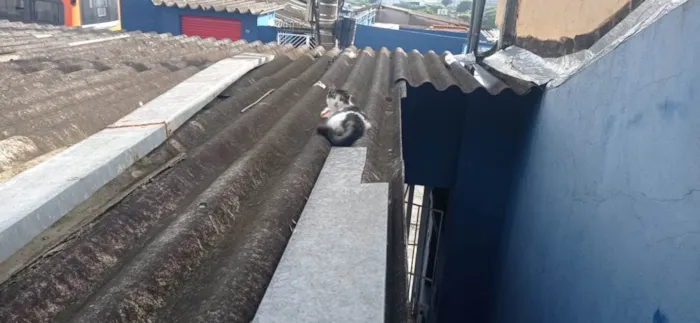 Gato ra a SRD-ViraLata idade 2 anos nome PRINCESA
