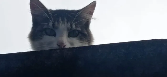 Gato ra a SRD-ViraLata idade 2 anos nome PRINCESA