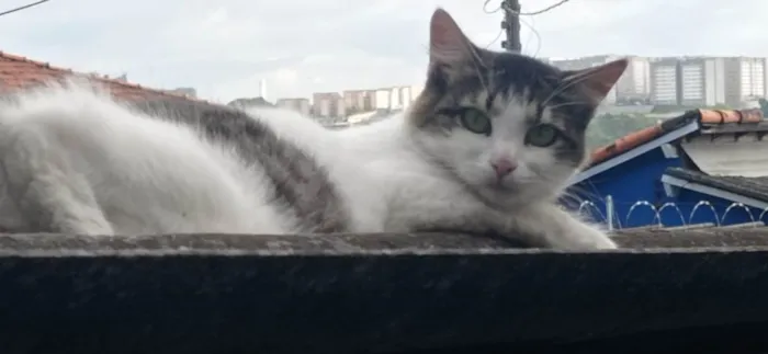 Gato ra a SRD-ViraLata idade 2 anos nome PRINCESA