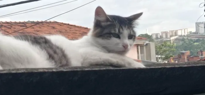Gato ra a SRD-ViraLata idade 2 anos nome PRINCESA