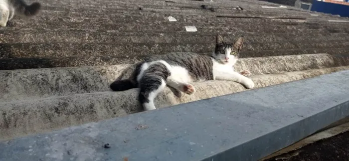Gato ra a SRD-ViraLata idade 1 ano nome ANINHA