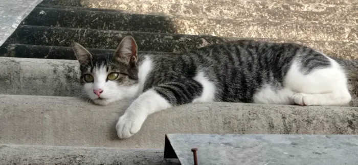 Gato ra a SRD-ViraLata idade 1 ano nome ANINHA