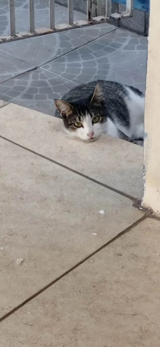 Gato ra a SRD-ViraLata idade 1 ano nome ANINHA