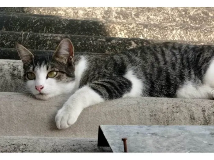 Gato ra a SRD-ViraLata idade 1 ano nome ANINHA