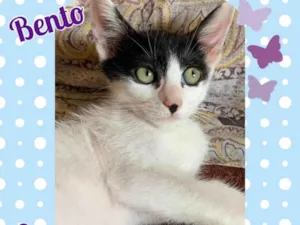 Gato raça Srd idade 2 a 6 meses nome Bento 