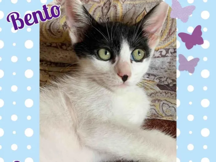 Gato raça Srd idade 2 a 6 meses nome Bento 