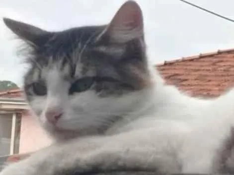 Gato ra a SRD-ViraLata idade 2 anos nome PRINCESA