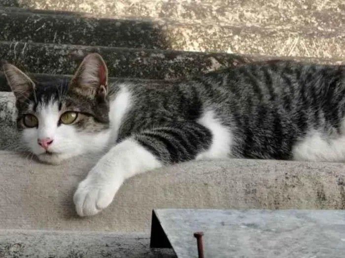 Gato ra a SRD-ViraLata idade 1 ano nome ANINHA