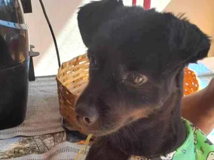 Cachorro ra a SRD-ViraLata idade 3 anos nome Peter